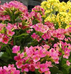 Kalanchoes Flowers