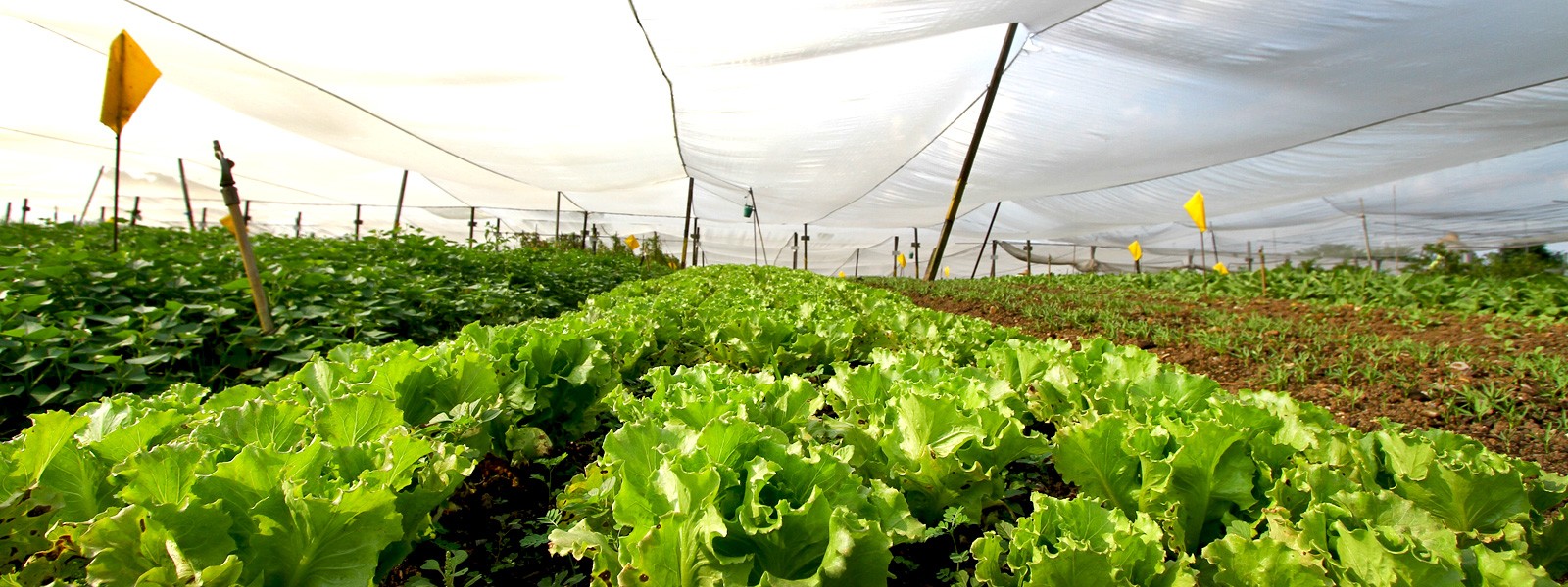 Visiting Quan Fa Organic Farm In Singapore - Little Steps