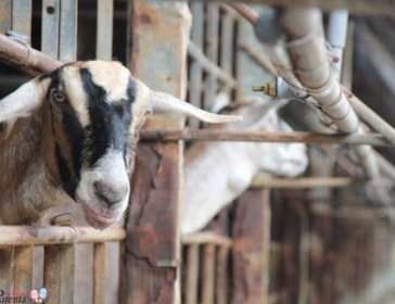 Hay Dairies Farm In Singapore