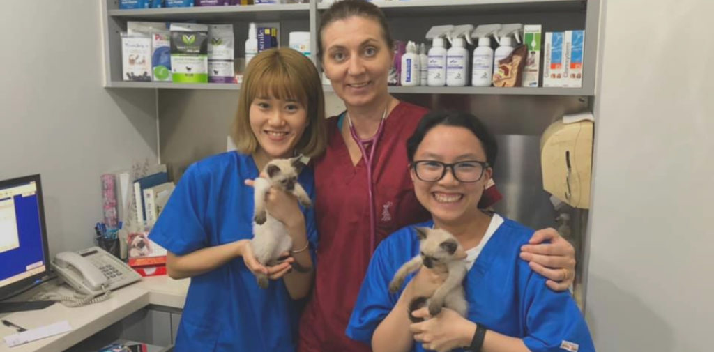 Kowloon Veterinary Hospital For Pet Rehabilition Hong Kong - Little Steps