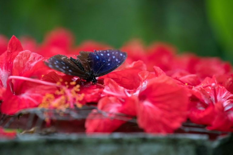 KL Butterfly Park Kuala Lumpur