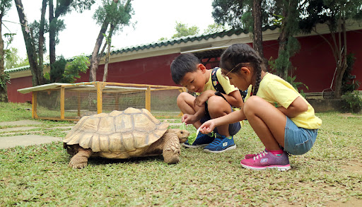 Turtle-Tortoise-Museum-Singapore